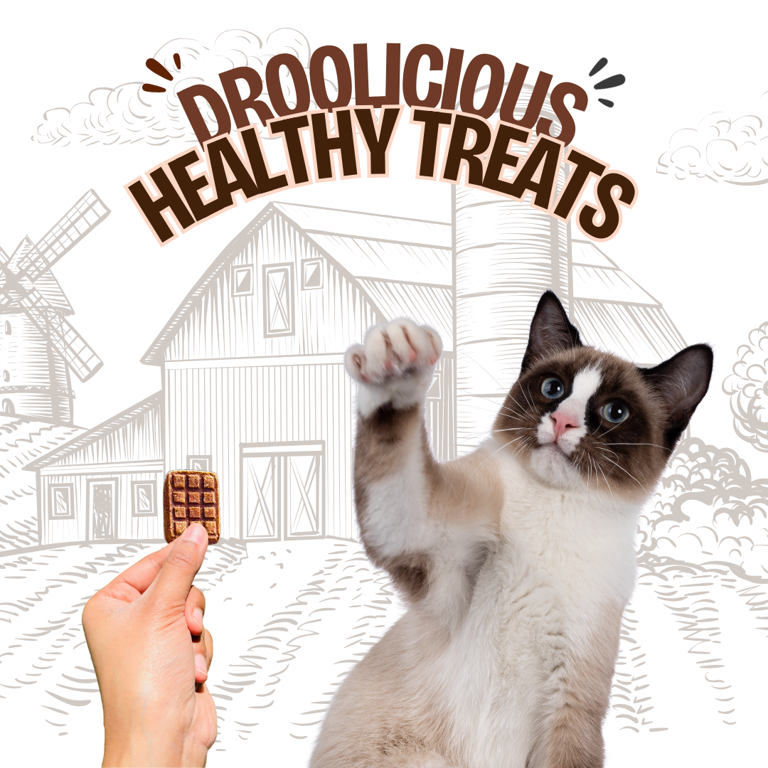 FloofYou Pawcolate Mini Bars Chicken - Chocolate for Dogs & Cats