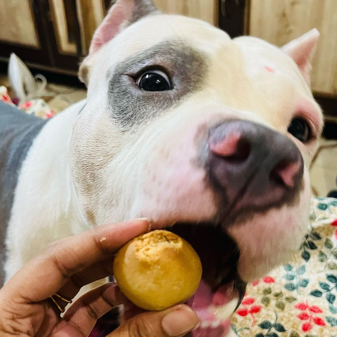 Laddoos for Dogs Pure Veg Treats Festive Season Special